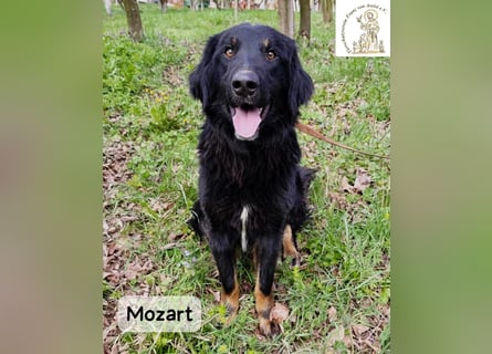 Mozart – mehr Ausstrahlung geht kaum!