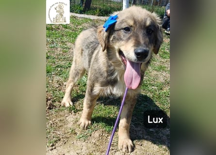 Lux – der kleine Abenteurer auf vier Pfoten!