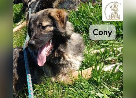 Cony – klug, klar, charakterstark!