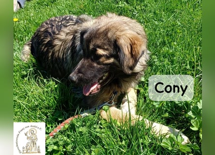 Cony – klug, klar, charakterstark!
