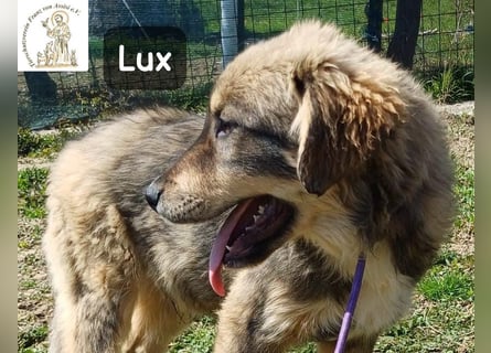 Lux – der kleine Abenteurer auf vier Pfoten!