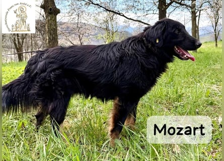 Mozart – mehr Ausstrahlung geht kaum!