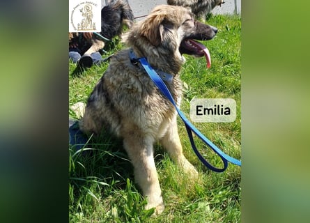 Emilia – mit Klarheit, Herz und Verantwortung durchs Leben!