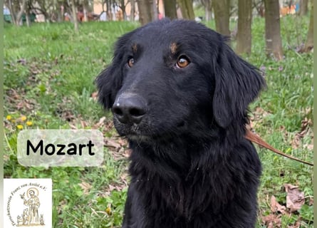 Mozart – mehr Ausstrahlung geht kaum!