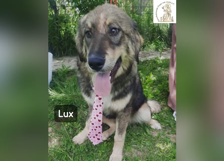 Lux – der kleine Abenteurer auf vier Pfoten!
