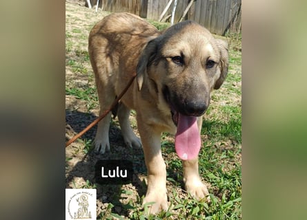 Lulu – kleiner Entdecker auf der Suche nach seinem Team!