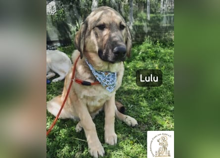 Lulu – kleiner Entdecker auf der Suche nach seinem Team!
