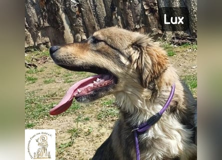 Lux – der kleine Abenteurer auf vier Pfoten!
