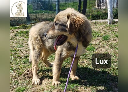 Lux – der kleine Abenteurer auf vier Pfoten!
