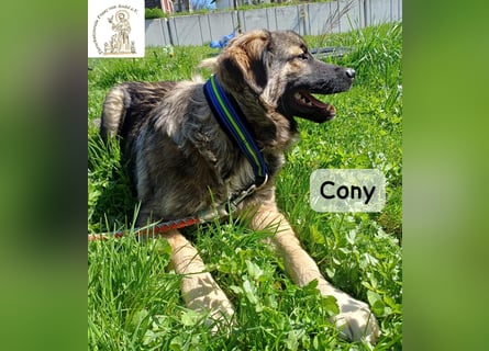 Cony – klug, klar, charakterstark!