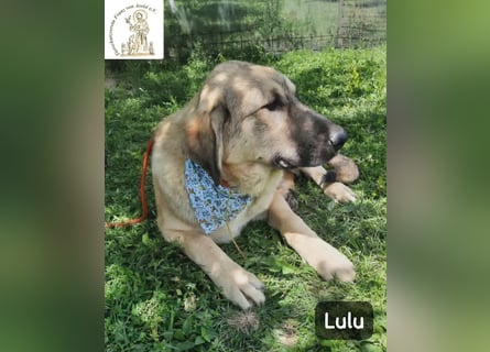 Lulu – kleiner Entdecker auf der Suche nach seinem Team!