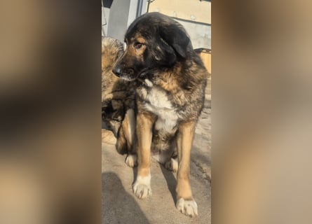 Boya - sanfte Riesin sucht einfach nur Liebe