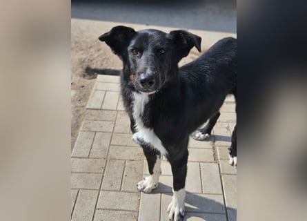 Casper II - großer lebensfroher Jungspund sucht aktive Menschen