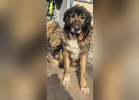 Boya - sanfte Riesin sucht einfach nur Liebe