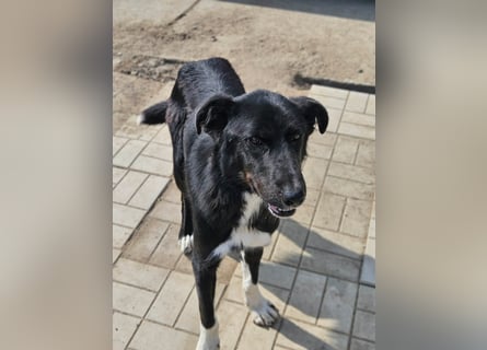 Casper II - großer lebensfroher Jungspund sucht aktive Menschen