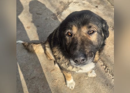 Boya - sanfte Riesin sucht einfach nur Liebe