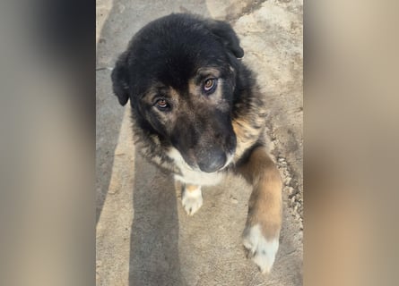 Boya - sanfte Riesin sucht einfach nur Liebe