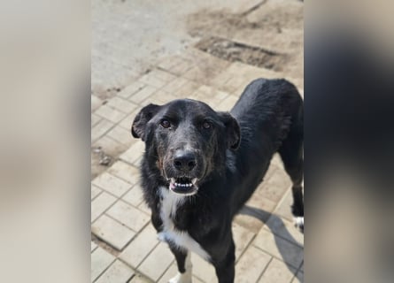 Casper II - großer lebensfroher Jungspund sucht aktive Menschen