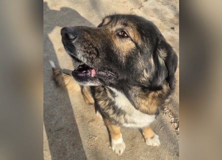 Boya - sanfte Riesin sucht einfach nur Liebe