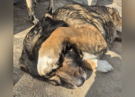 Boya - sanfte Riesin sucht einfach nur Liebe