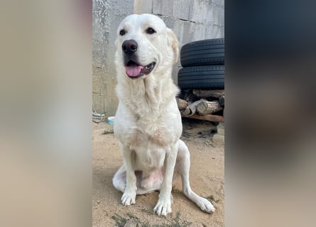 PACO - unser traumhaftes Riesenbaby