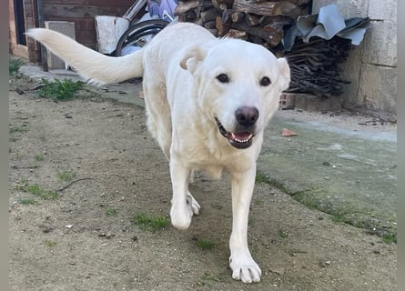 PACO - unser traumhaftes Riesenbaby