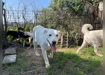 PACO - unser traumhaftes Riesenbaby