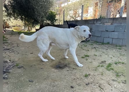 PACO - unser traumhaftes Riesenbaby