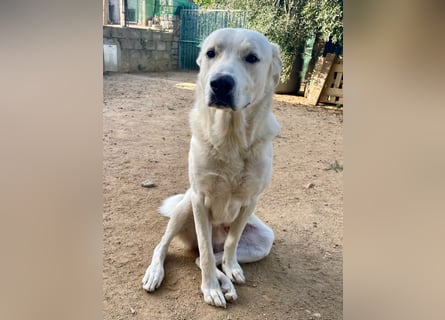 PACO - unser traumhaftes Riesenbaby