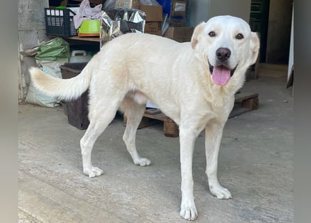 PACO - unser traumhaftes Riesenbaby