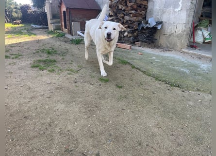 PACO - unser traumhaftes Riesenbaby