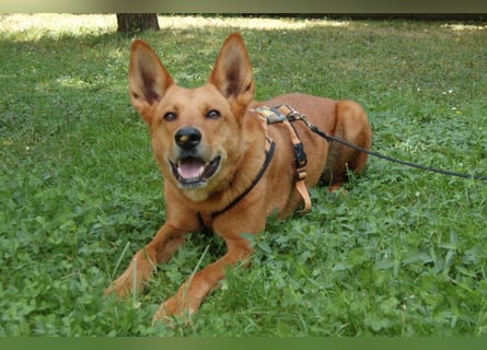 Red Teddy - mag Menschen, Spielen und Spazierengehen - Tierhilfe Franken e.V.