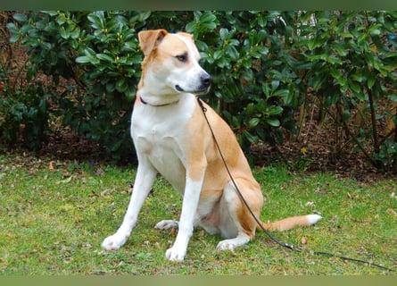 Lounis - großer Kuschelbär - Tierhilfe Franken e.V.