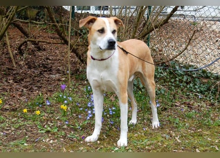 Lounis - großer Kuschelbär - Tierhilfe Franken e.V.