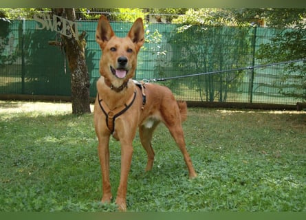 Red Teddy - mag Menschen, Spielen und Spazierengehen - Tierhilfe Franken e.V.