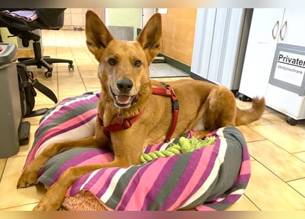 Red Teddy - mag Menschen, Spielen und Spazierengehen - Tierhilfe Franken e.V.