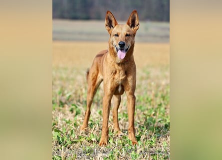 Red Teddy - mag Menschen, Spielen und Spazierengehen - Tierhilfe Franken e.V.