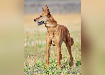 Red Teddy - mag Menschen, Spielen und Spazierengehen - Tierhilfe Franken e.V.