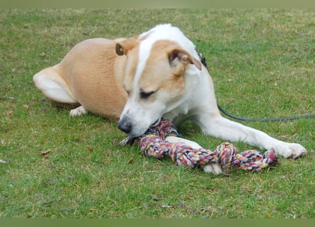 Lounis - großer Kuschelbär - Tierhilfe Franken e.V.