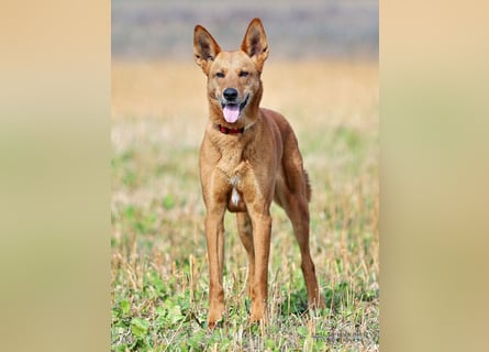 Red Teddy - mag Menschen, Spielen und Spazierengehen - Tierhilfe Franken e.V.