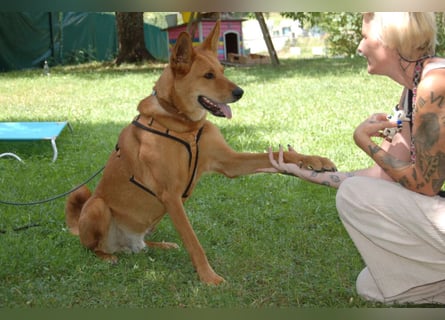 Red Teddy - mag Menschen, Spielen und Spazierengehen - Tierhilfe Franken e.V.