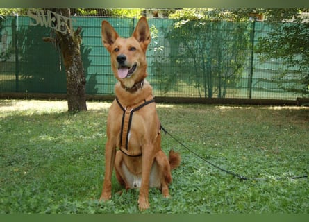 Red Teddy - mag Menschen, Spielen und Spazierengehen - Tierhilfe Franken e.V.