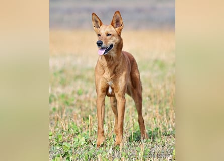 Red Teddy - mag Menschen, Spielen und Spazierengehen - Tierhilfe Franken e.V.