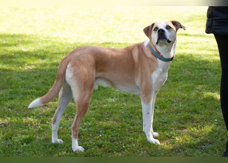 Lounis - großer Kuschelbär - Tierhilfe Franken e.V.