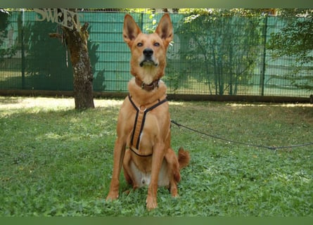 Red Teddy - mag Menschen, Spielen und Spazierengehen - Tierhilfe Franken e.V.