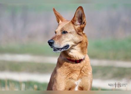 Red Teddy - mag Menschen, Spielen und Spazierengehen - Tierhilfe Franken e.V.