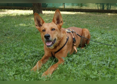 Red Teddy - mag Menschen, Spielen und Spazierengehen - Tierhilfe Franken e.V.