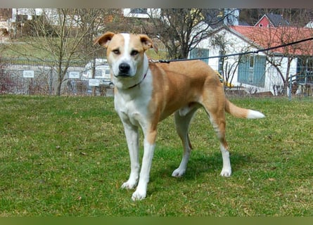 Lounis - großer Kuschelbär - Tierhilfe Franken e.V.