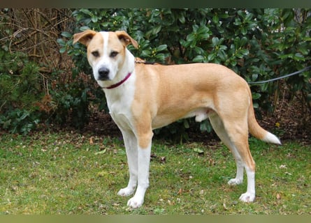 Lounis - großer Kuschelbär - Tierhilfe Franken e.V.