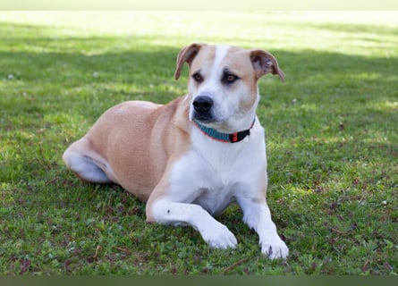 Lounis - großer Kuschelbär - Tierhilfe Franken e.V.